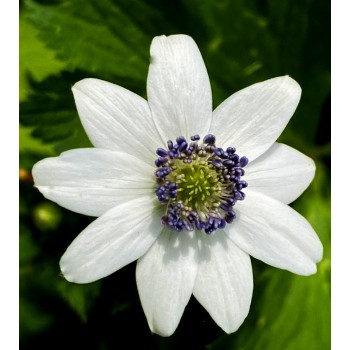 ZAWILEC LEVEILLE'A (ANEMONE...